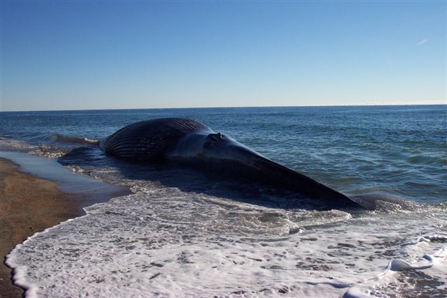 dead_whale.jpg