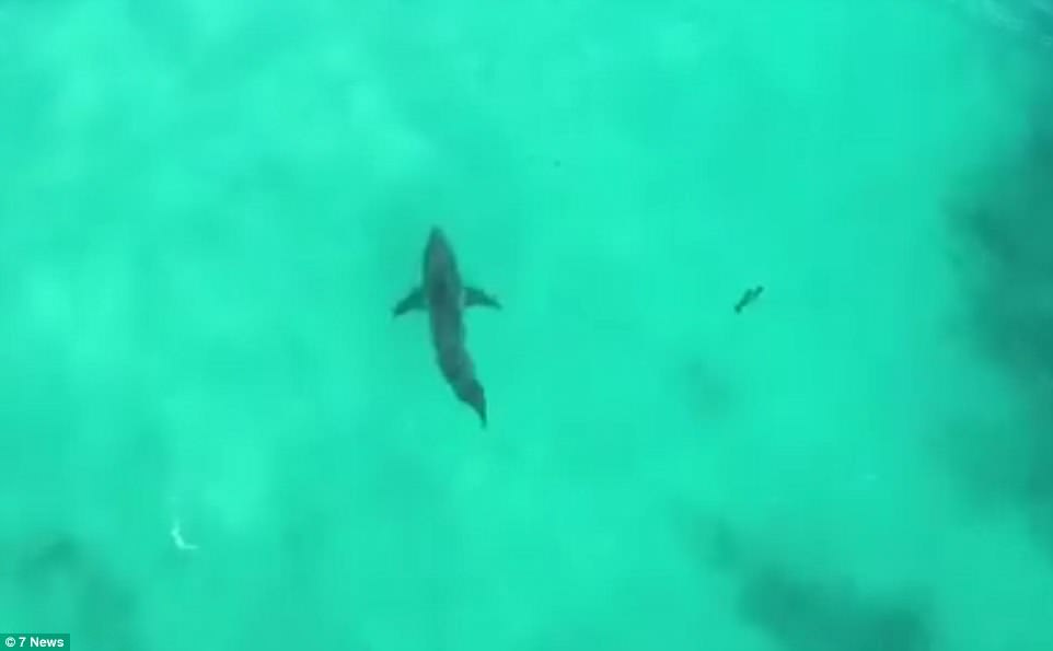 4B3AFA3B00000578-5627939-Pictured_is_the_shark_believed_to_be_responsible_for_twin_attack-a-23_1524014744448.jpg