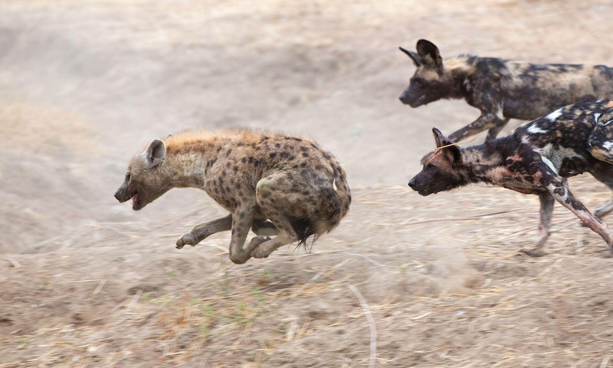 Wild-dogs-chase.jpg