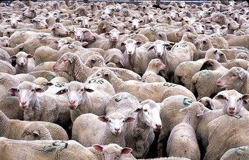 packed-sheep.jpg