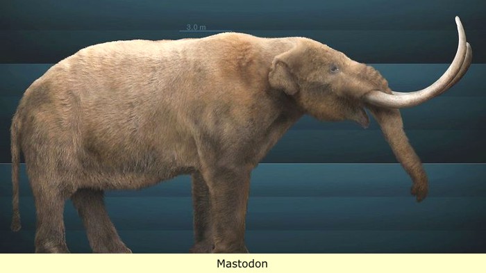 Mastodon_2.JPG