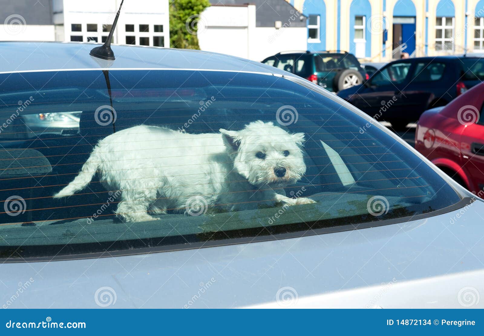 dog-car-rear-window-14872134.jpg