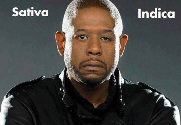 forest-whitaker-sativa-indica-weedmemes.jpg