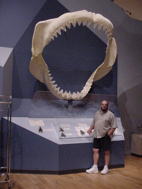 Megalodon_jaw_Columbia_SC_museum.JPG