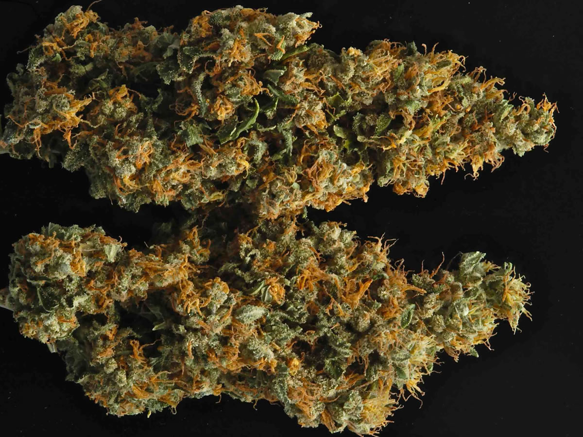 hydroponics-marijuana-grow-guide.jpg