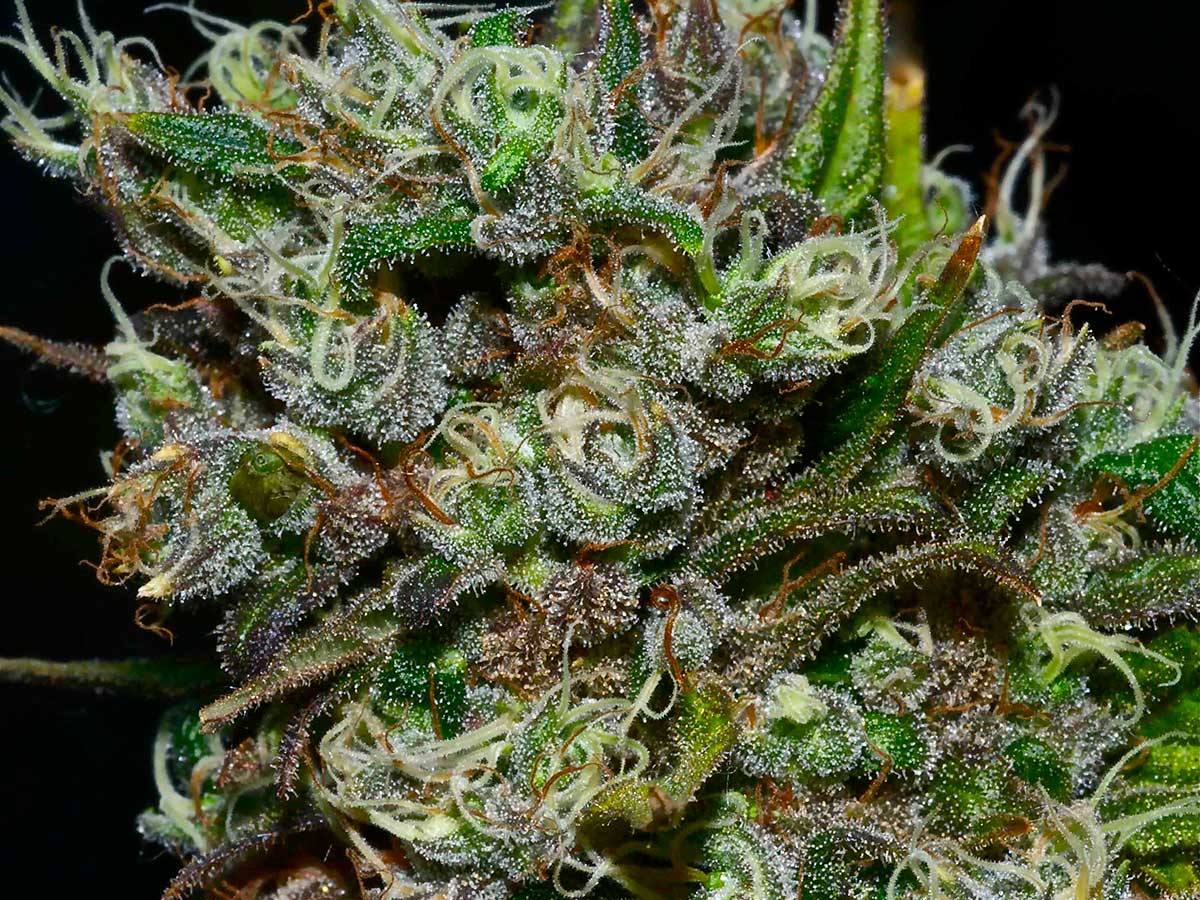 marijuana-buds.jpg