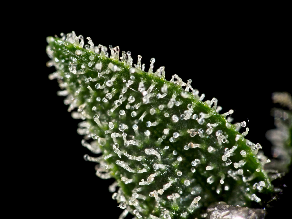 potency-maximum-yield-tips-for-growing-indica-marijuana.jpg