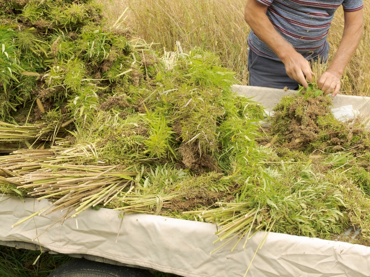 six-eco-friendly-ways-to-use-your-cannabis-plant-waste.jpg
