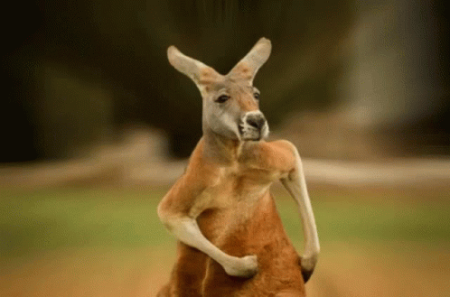 skippy-kangaroo.gif
