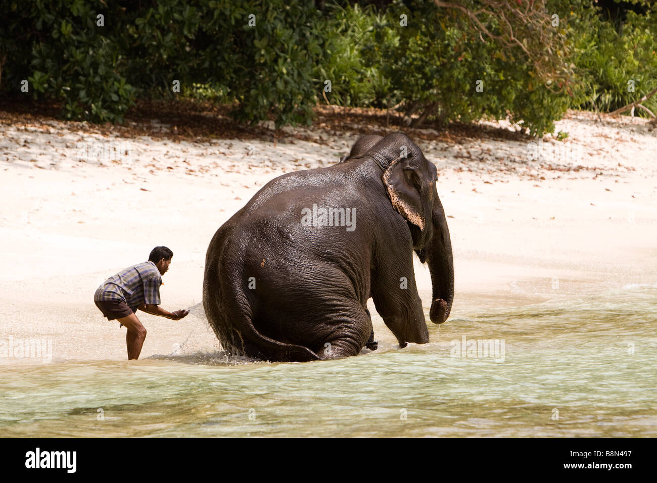 india-andaman-and-nicobar-havelock-island-mahout-washing-elephant-B8N497.jpg