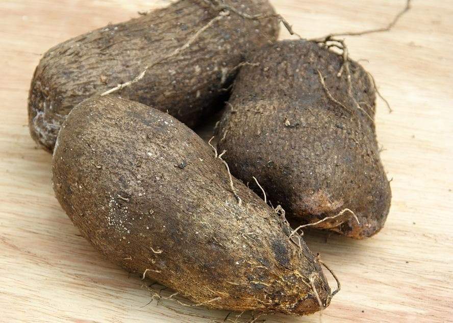 bulbs-roots-rhizomes-caribbean-white-soft-yam-tuber-tropical-root-vegetable-1-957586-845010_b30673fd-8bad-46a4-bef4-5a101ea02ff7_888x633.jpg