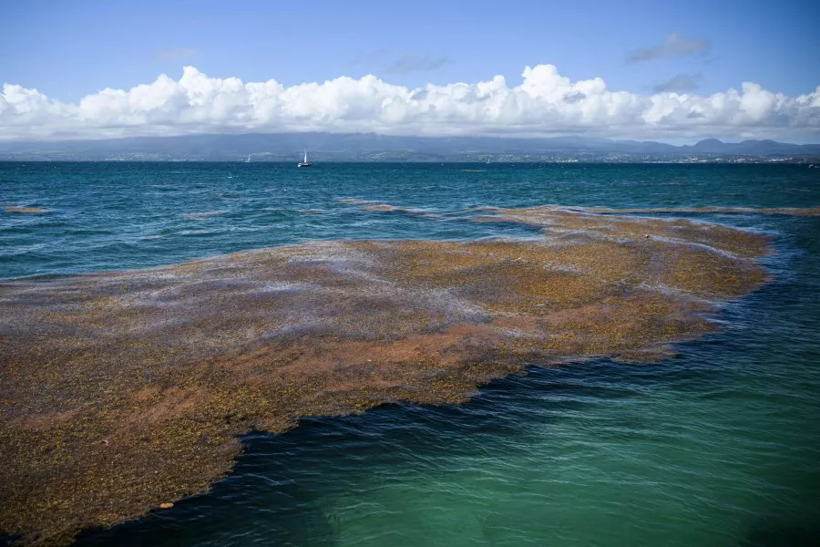 sargassum-seaweed.webp