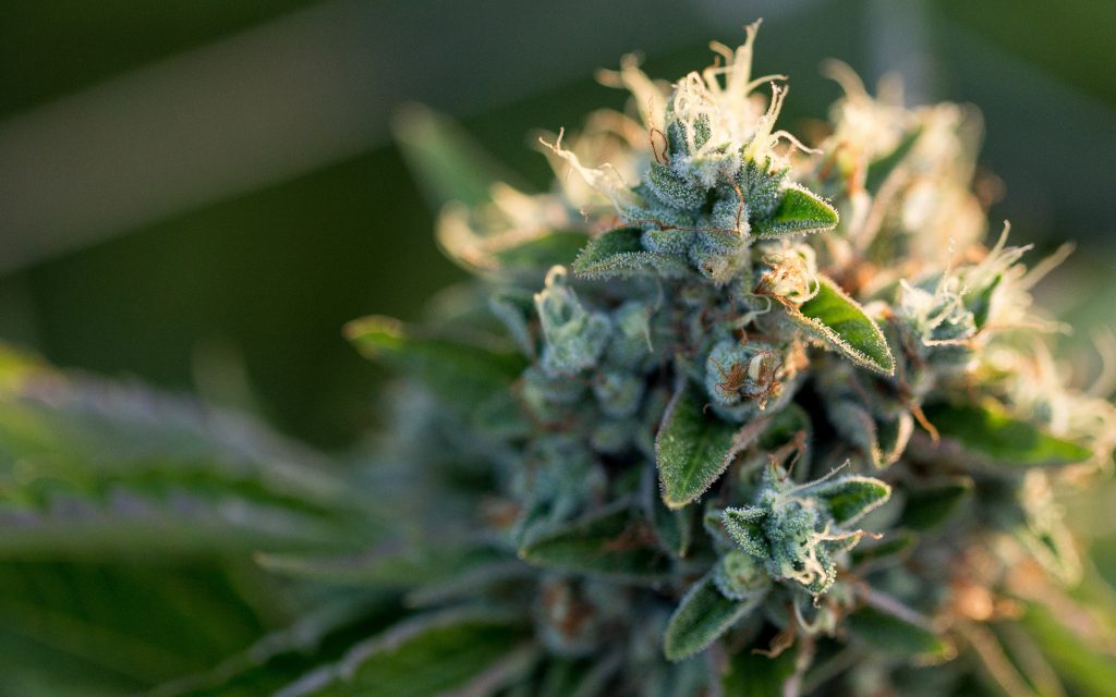 high-cbd-strains-1024x640.jpg