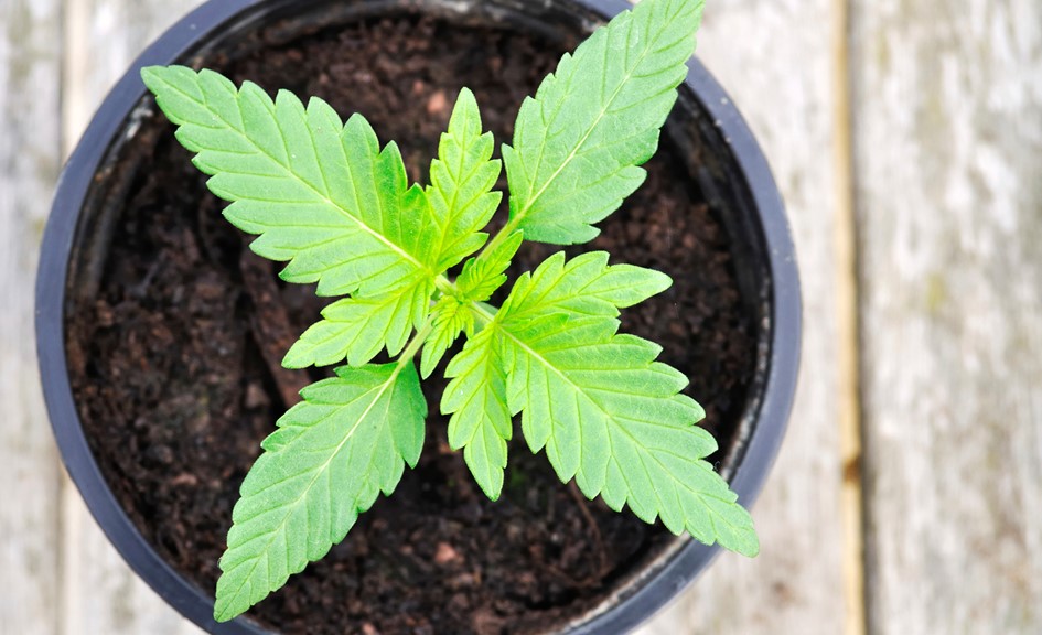 growing-organic-cannabis.jpg