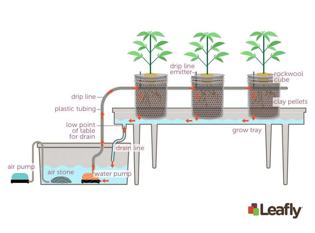Growing-cannabis-hydroponically-1024x759.png