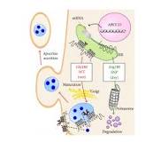 ABCC11 Gene: Ear wax and no body odor