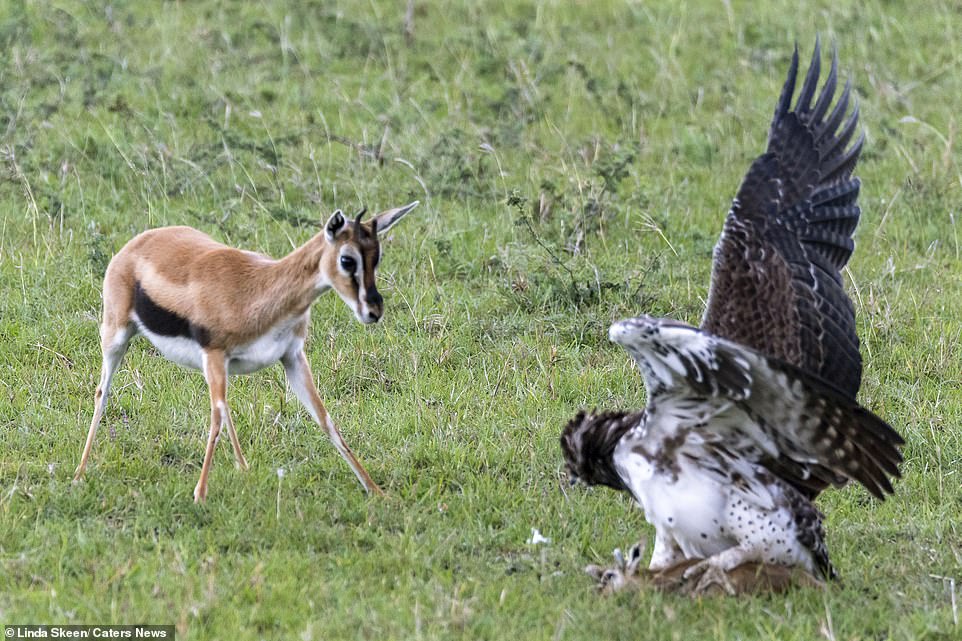 5878624-6362621-Stand_off_A_mother_gazelle_gets_ready_to_fight_off_a_giant_eagle-a-5_1541603522386.jpg