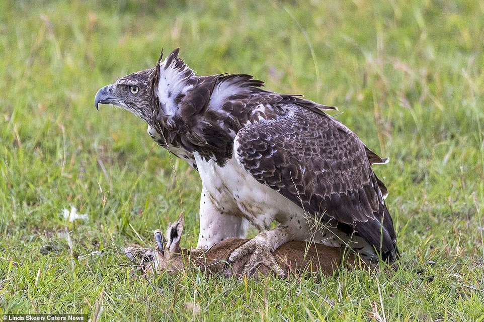 5878628-6362621-The_bird_of_prey_menacingly_placed_its_claw_over_the_baby_gazell-a-9_1541603556446.jpg