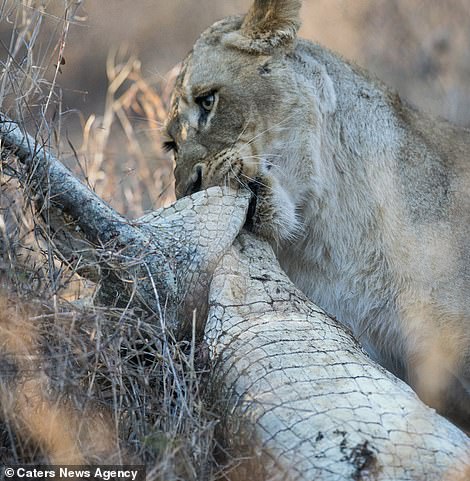 8640576-6602129-Lioness_kills_a_five_foot_long_crocodile_by_gripping_its_head_in-a-4_1547728290424.jpg