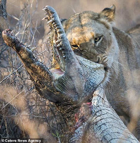 8640578-6602129-Lioness_kills_a_five_foot_long_crocodile_by_gripping_its_head_in-a-3_1547728290422.jpg