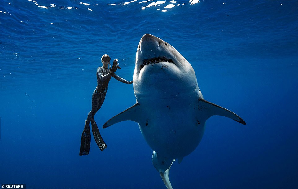 8640754-6602153-Deep_Blue_became_an_icon_several_years_ago_during_Shark_Week_on_-a-24_1547736572310.jpg