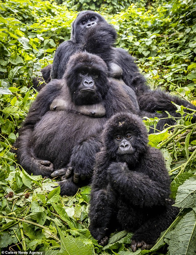 12513044-6942325-Silverback_gorillas_in_n_the_Virunga_National_Park_in_the_Democr-m-49_1555772104333.jpg