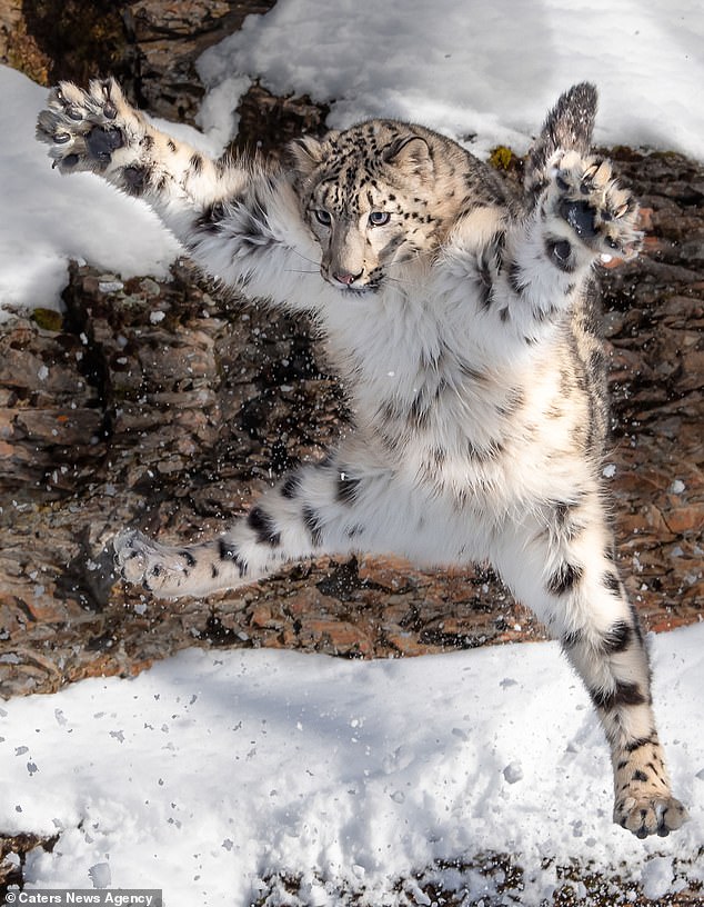 12995394-6984203-Jazz_hands_Snow_leopard_Mystique_gives_a_star_jump_at_the_Glacie-a-61_1556798000434.jpg