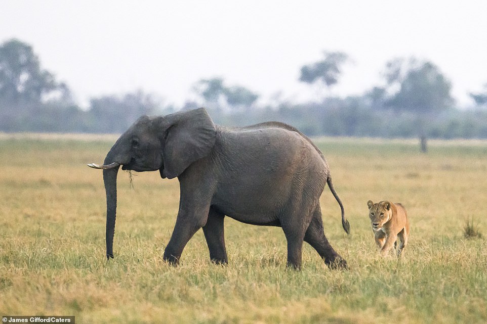 13712390-7049087-One_lioness_approaching_the_oblivious_elephant_calf_who_was_lagg-a-4_1558428634410.jpg