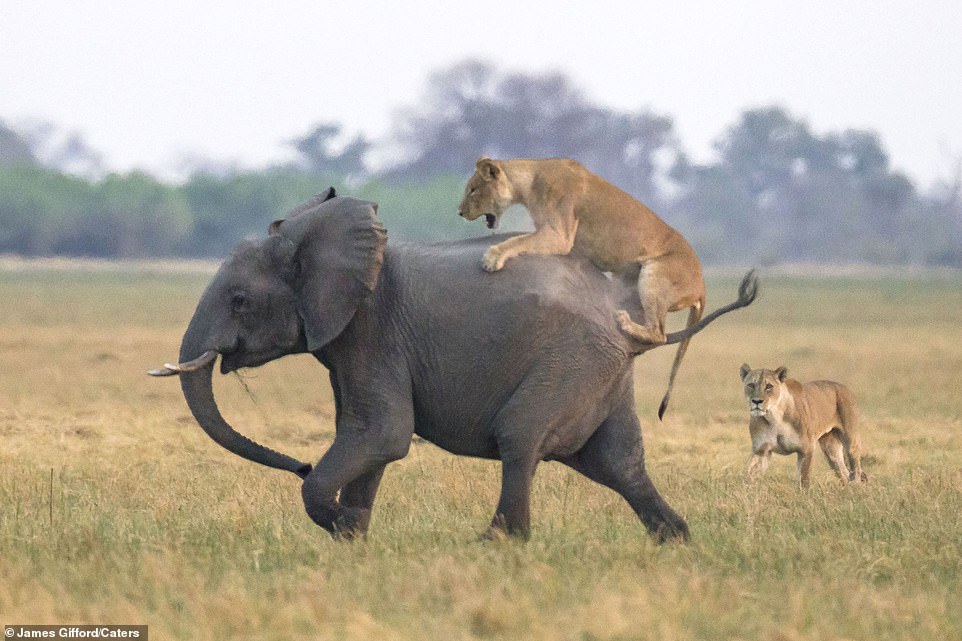 13714636-7049087-A_roaring_lioness_leapt_on_the_elephant_s_back_in_Chobe_National-a-2_1558428625744.jpg