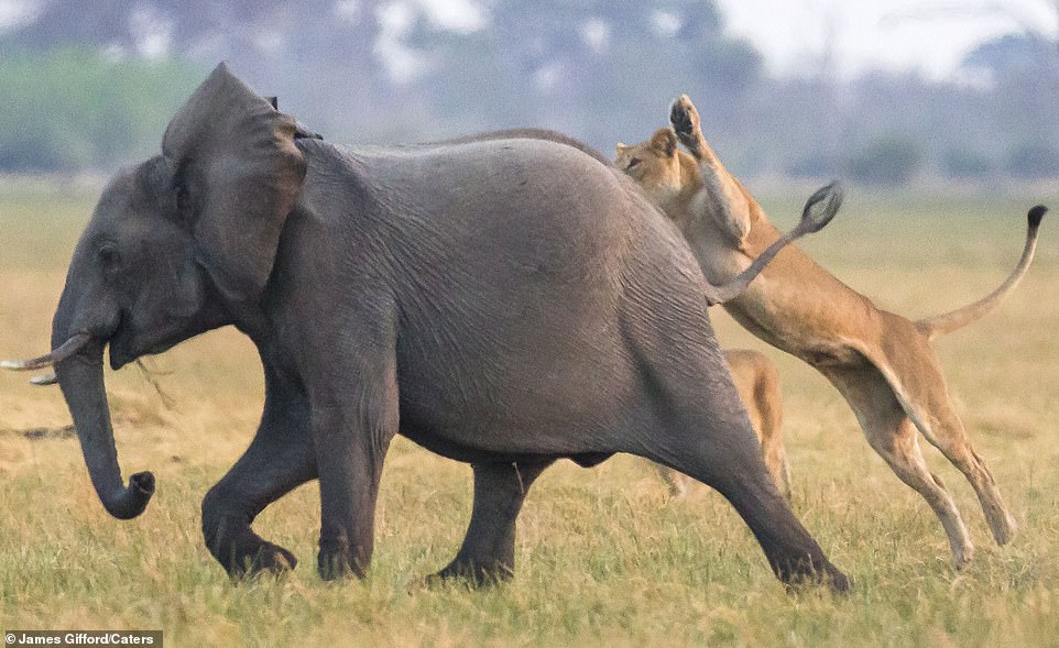 13714648-7049087-The_lions_and_elephants_in_Chobe_National_Park_were_photographed-a-7_1558428648912.jpg