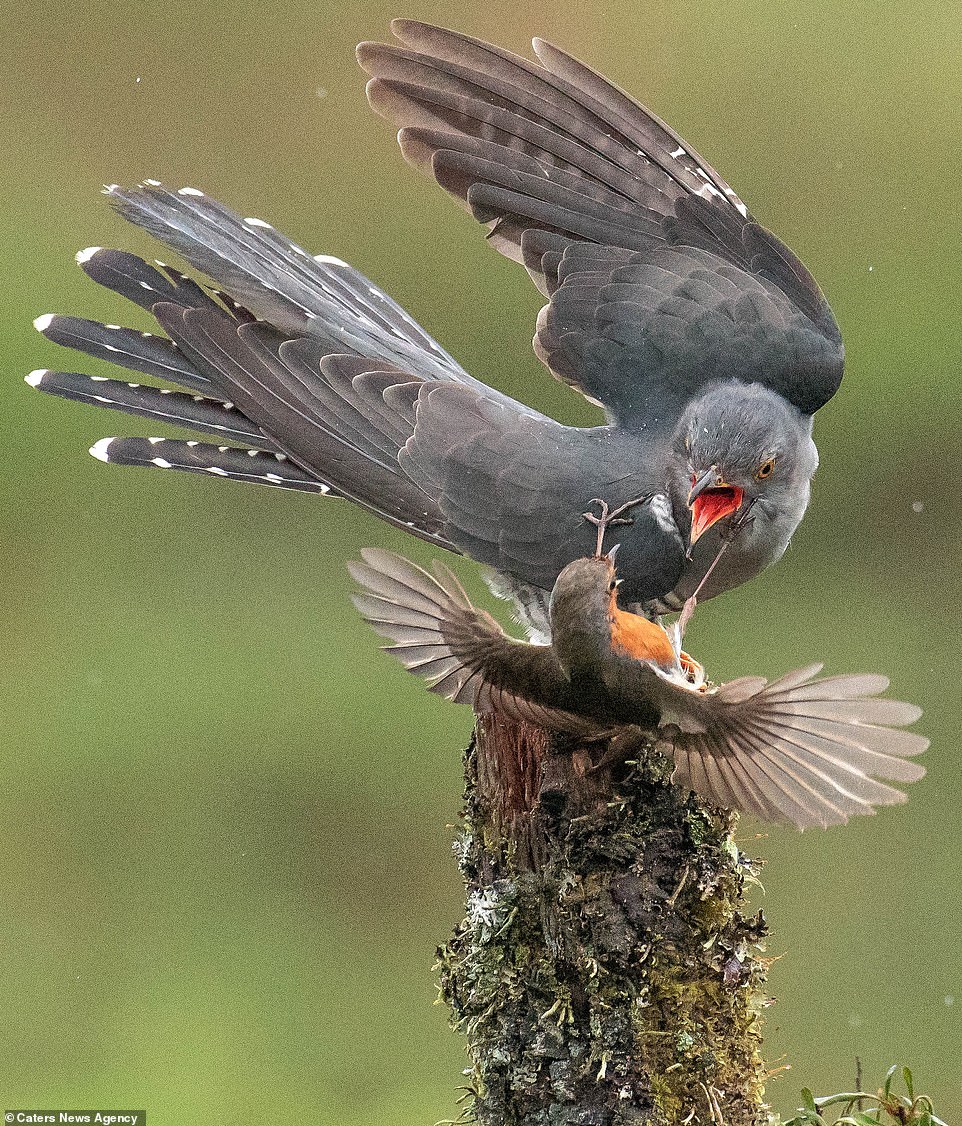 14346684-7102623-As_the_cuckoo_sits_on_the_perch_the_robin_swoops_in_and_grabs_it-m-72_1559642958871.jpg