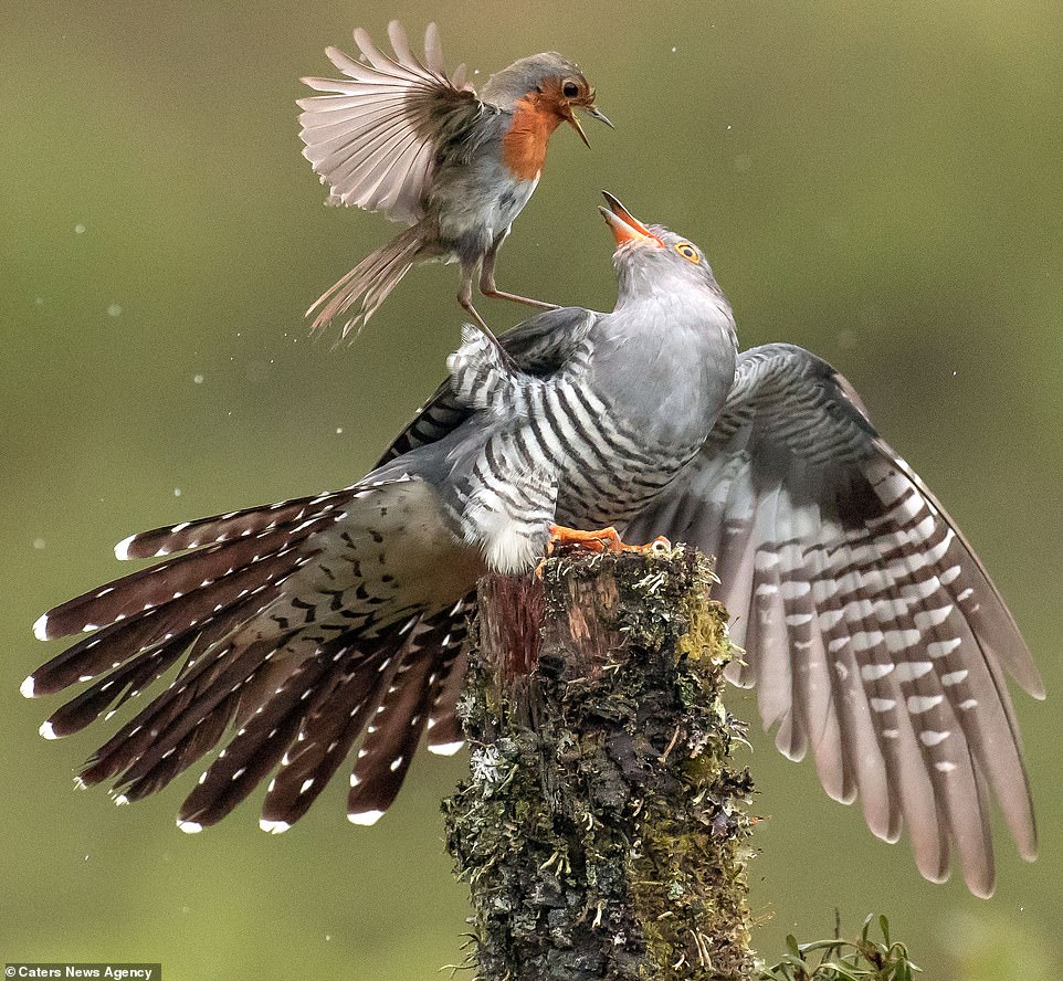 14346688-7102623-The_cuckoo_looks_up_in_fear_as_the_robin_flies_down_in_to_its_fa-m-70_1559642933233.jpg