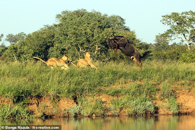 14545524-7119581-The_wildebeest_shoots_off_the_ground_and_jumps_over_the_two_lion-a-6_1560038698394.jpg