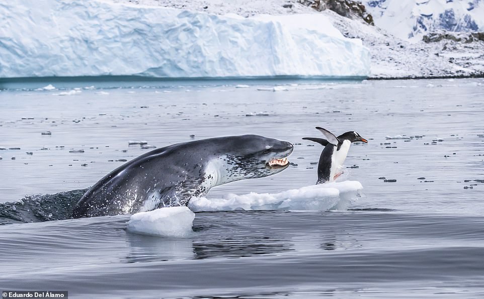 18233604-0-If_penguins_could_fly_by_Eduardo_Del_lamo_A_penguin_bursts_from_-a-107_1567988898042.jpg