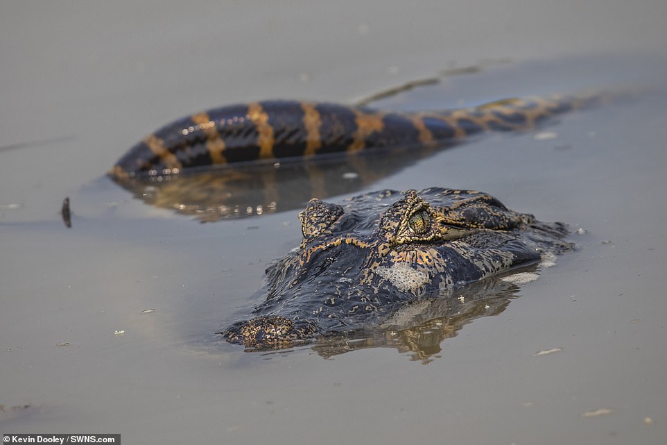 18245618-7443065-The_photographer_said_the_reptile_managed_to_slither_away_from_t-a-3_1568028975953.jpg