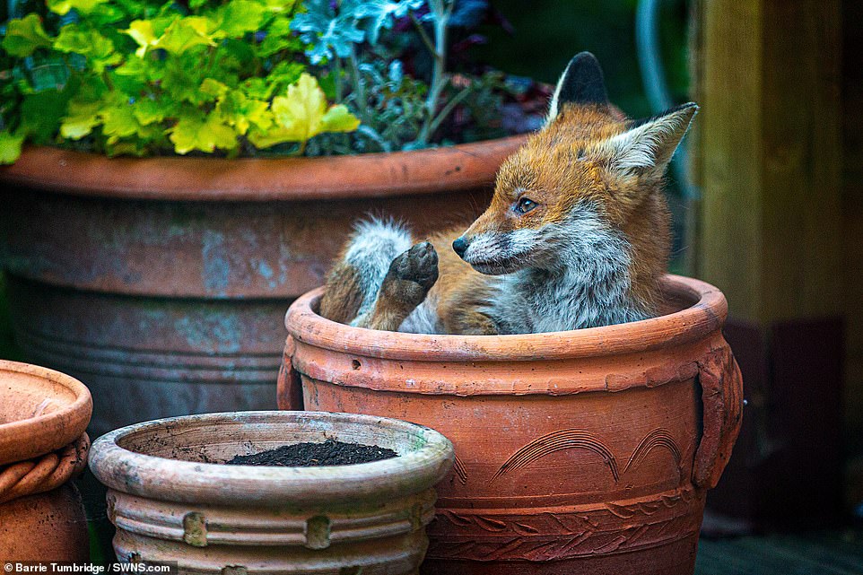 25471788-8069115-This_amazing_image_of_a_young_fox_hiding_in_a_plant_pot_in_a_gar-a-16_1583239289038.jpg