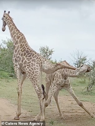 28922006-8364873-The_giraffe_lifts_up_the_other_s_leg_in_what_looks_like_an_uncom-m-23_1590660589746.jpg