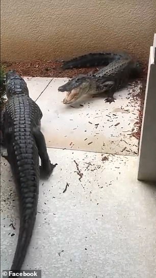 29135072-8381073-One_alligator_is_seen_with_its_mouth_open_before_the_fight_began-m-32_1591119717609.jpg