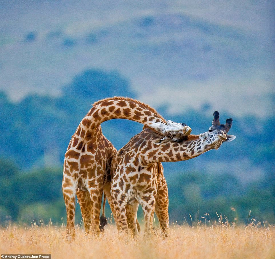 32181090-8650999-A_touching_image_of_two_giraffes_pictured_together_There_were_ti-a-22_1598013888767.jpg