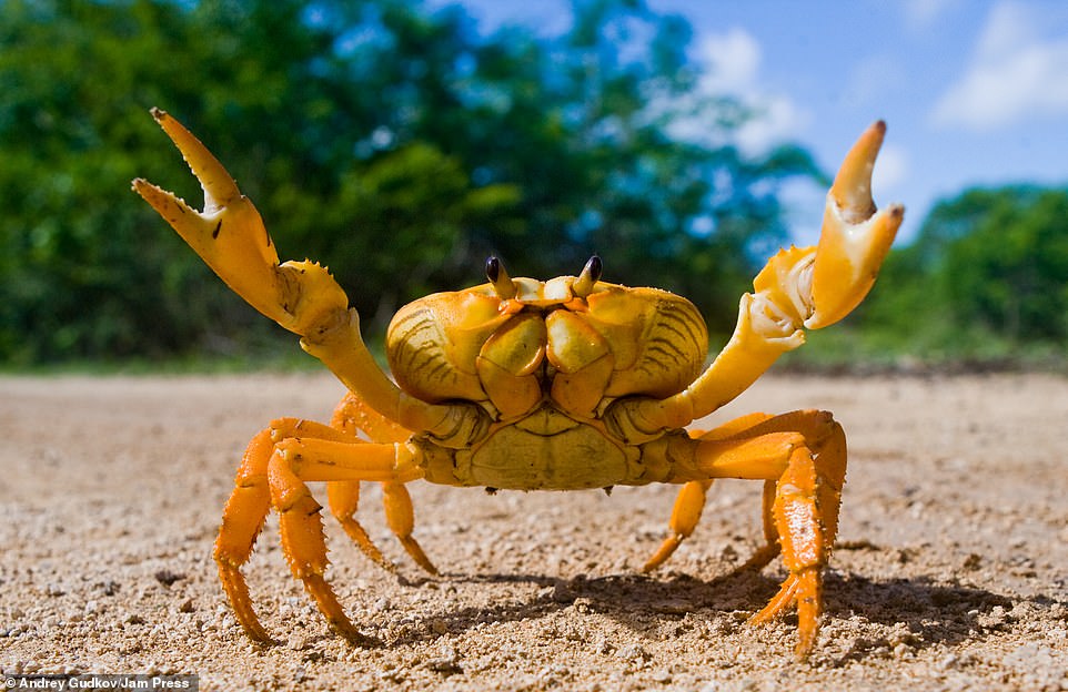 32181092-8650999-A_spectacular_image_of_a_crab_captured_by_Russian_photographer_A-a-21_1598013888449.jpg