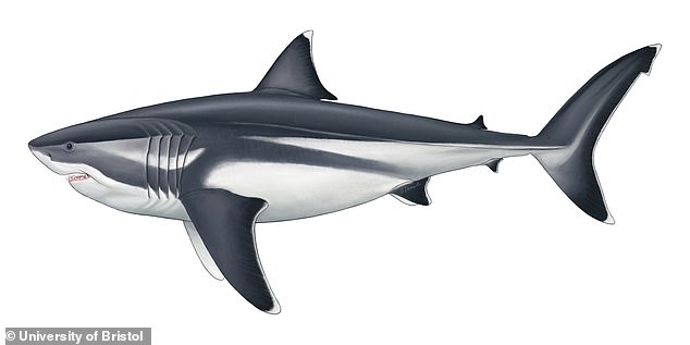 32729092-8693389-Paleontologists_believe_the_megalodon_could_grow_to_be_almost_as-a-19_1599130995030.jpg