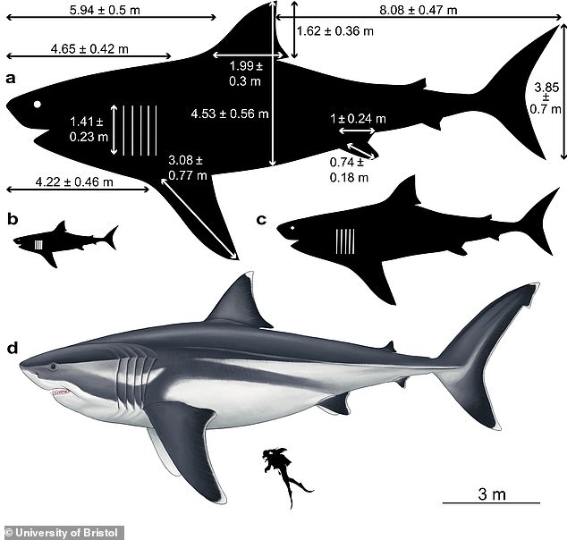 32729096-8693389-The_biggest_megalodons_would_likely_have_had_a_head_round_15_fee-a-21_1599131019727.jpg