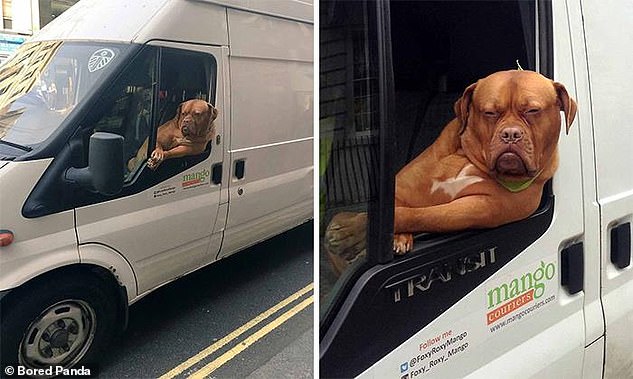 33170996-8731363-French_Mastiff_Roxy_can_often_be_seen_hanging_out_the_window_of_-a-62_1600105094939.jpg