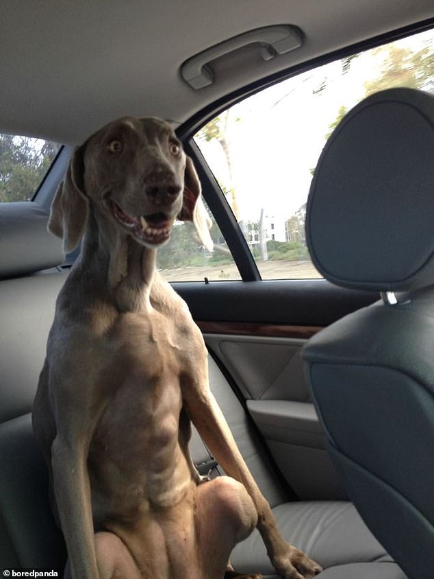 33170998-8731363-This_pooch_believed_to_be_a_Weimaraner_and_pictured_in_an_unknow-a-6_1600151784184.jpg