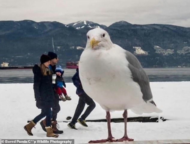 37307542-9090763-Size_does_matter_This_seagull_appears_huge_compared_to_the_famil-a-117_1609085987237.jpg