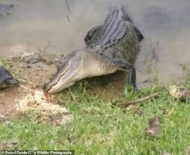 37307544-9090763-Sharing_is_caring_This_friendly_alligator_is_seen_eating_spaghet-a-119_1609085995579.jpg