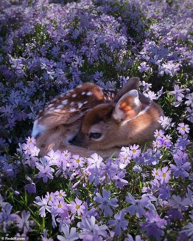 49372983-10108035-This_stunning_little_fawn_resting_on_a_carpet_of_purple_flowers_-a-25_1634911135013.jpg