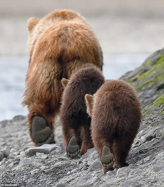 49373119-10108035-These_three_Alaskan_brown_bears_walking_along_the_beach_got_thei-a-23_1634911107079.jpg