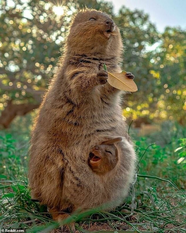 49373125-10108035-These_happy_little_Quokkas_that_almost_exclusively_live_on_the_i-a-24_1634911120635.jpg