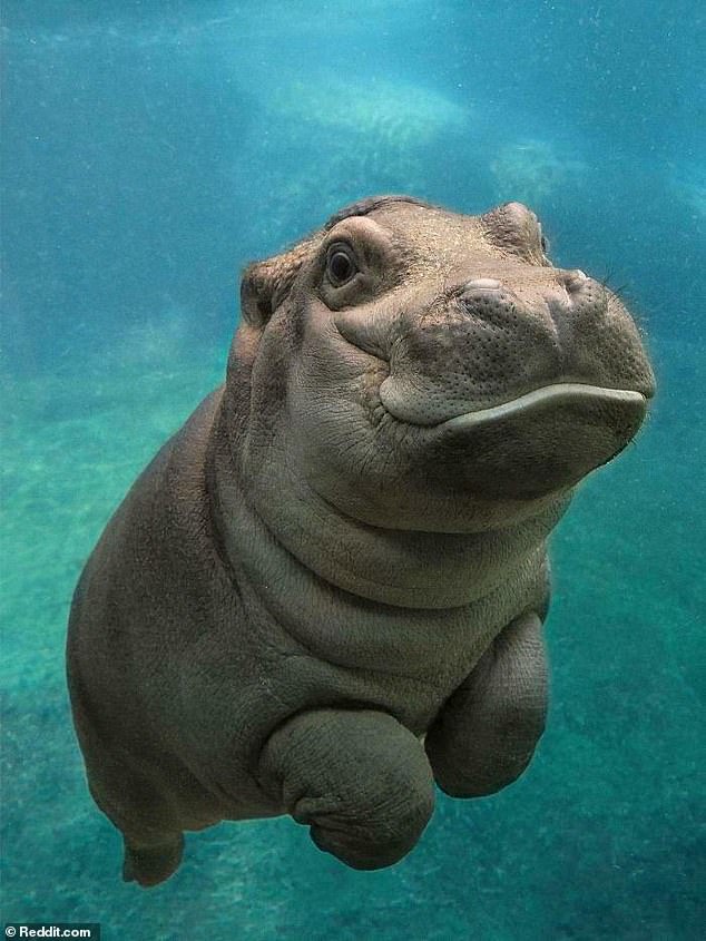 49372985-10108035-This_little_Hippo_is_called_Fiona_and_lives_at_the_Cincinnati_Zo-a-34_1634911381999.jpg
